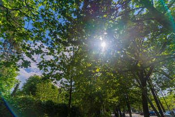 sun shining through the trees