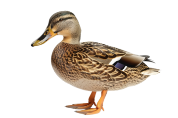 Ente isoliert an weißem Hintergrund