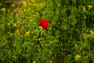 poppy in the field