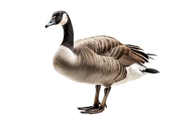 Ente isoliert an weißem Hintergrund