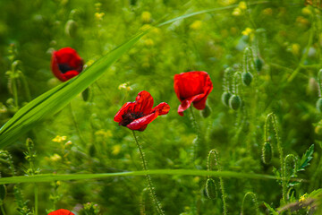 red poppy flowers