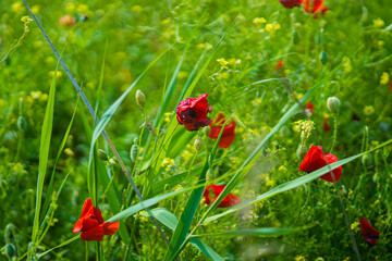 red poppy flowers in the field