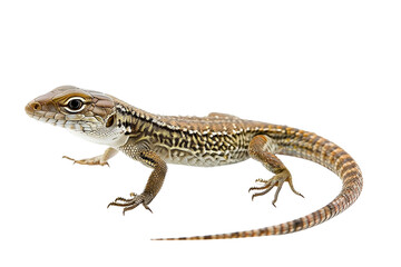 Naklejka premium lizard isolated on white background