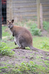 Känguru