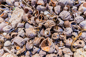seashells on the beach