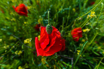 red poppy in the grass