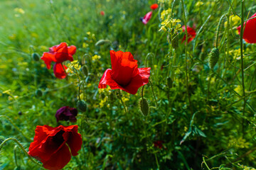 red poppies in the field