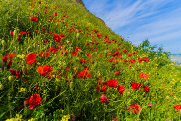 red poppy field