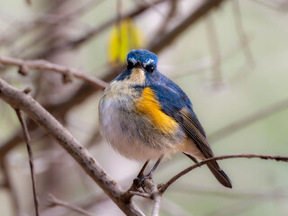 森の中で枝に留まっているルリビタキの雄