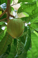 Bunch of Lucuma Fruits Ripening on Its Tree in the Garden