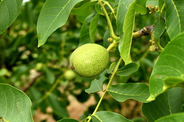 A green ovary of a fruit or nut has formed on a branch of a walnut tree.