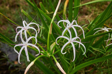 Mauritius swamp-lily or Lys du Pays or crinum mauritianum is a herbaceous plant belonging to the family Amaryllidaceae, and endemic to Mauritius island, Africa