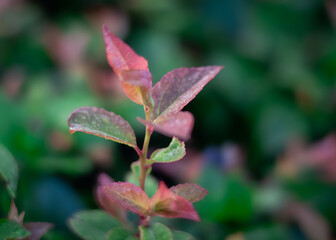 Close up of pink and green leaves