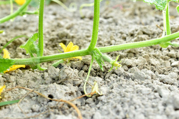 A branch of a cucumber bush on which yellow flowers bloom and there are cucumber ovaries.