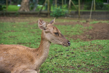 Deer, Cervus timorensis, Mauritius, Indian Ocean, East Africa