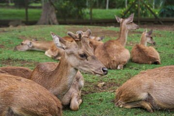 Deer, Cervus timorensis, Mauritius, Indian Ocean, East Africa