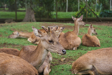 Deer, Cervus timorensis, Mauritius, Indian Ocean, East Africa