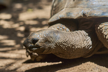 Aldabra giant tortoises endemic species - one of the largest tortoises in the world in zoo Nature park on Mauritius island. Huge reptiles portrait. Exotic animals.
