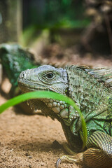 Portrait of green iguana. Exotic iguana. Mauritius island, Africa