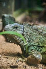 Portrait of green iguana. Exotic iguana. Mauritius island, Africa