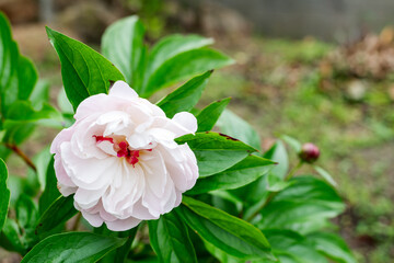 雨に濡れて大きく頭を垂れながらも咲き誇るシャクヤクの花