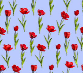 Set of red tulips isolated on blue background seamless pattern