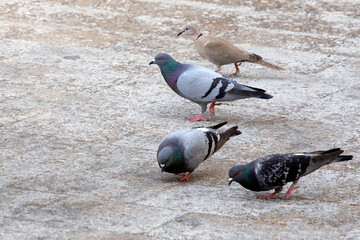 group of colourful pigeons (Columba livia) and brown doves (Streptopelia decaocto) looking for food on the ground. sunny day. selective focus