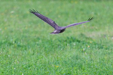 A buzzard flies low over the meadows in Siebenbrunn near Augsburg