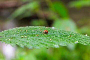 Close up of a ladybug sitting on a stinging nettle leaf with shallow depth of field - obrazy, fototapety, plakaty