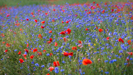 A flower meadow with red poppies and blue cornflowers