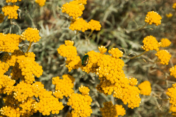 Green bug on the yellow flowers