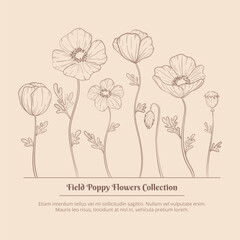 Hand drawn poppy flowers set. Poppies plant flower line art. Papaver rhoeas, Common poppy plant