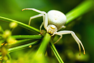 Flower Crab Spider, Misumena
