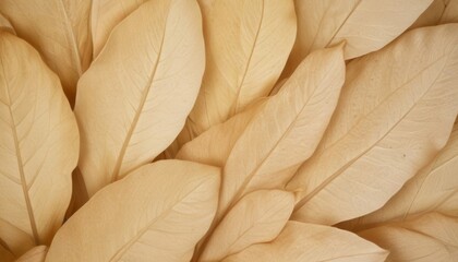 Nature abstract of flower petals, beige transparent leaves with natural texture as natural background