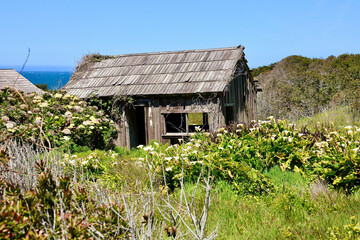 hydrangeas and lily flowers takeover the abandoned garden