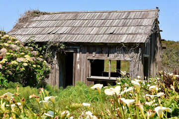 wood cottage with overgrown hydrangeas and lily flowers