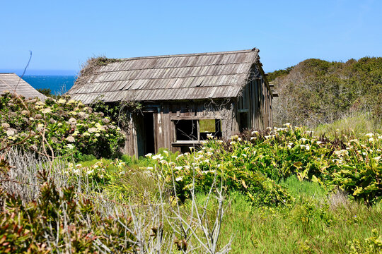 hydrangeas and lily flowers takeover the abandoned garden