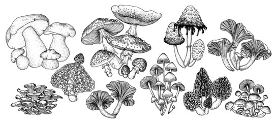 Vector set of 10 illustrations of forest edible and poisonous mushrooms. Fly agaric, porcini mushroom, chanterelles, honey mushrooms, morel, bamboo, common bonnet , Coprinus comatus, oyster mushrooms