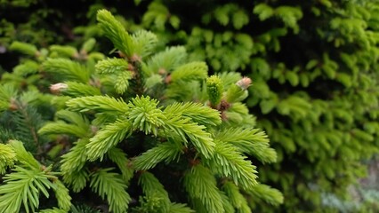 Close-up of young spruce branches