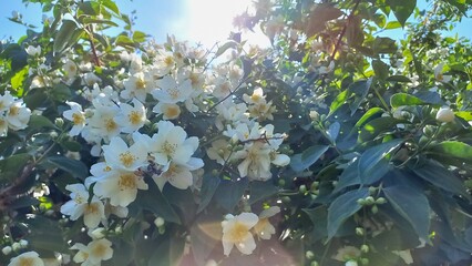 Blooming jasmine bush illuminated by the sun