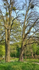 Obraz premium trees in the park