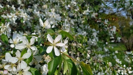 Bush blooming with white flowers