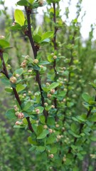 barberry bush	