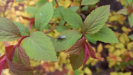 Fly on the leaves