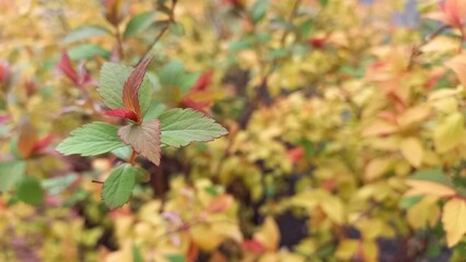 autumn leaves background