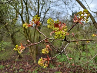 Young first spring leaves on a branch