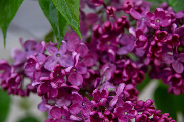 bright lilac flowers after rain