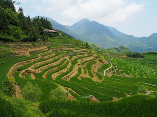 rice terraces in china