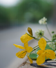 Close up of yellow flowers
