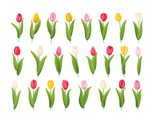 A set of tulips of different colors and shapes. Tulip flower with stem and leaves. A bulbous spring flowering plant of the lily family with bright, cup shaped flowers.